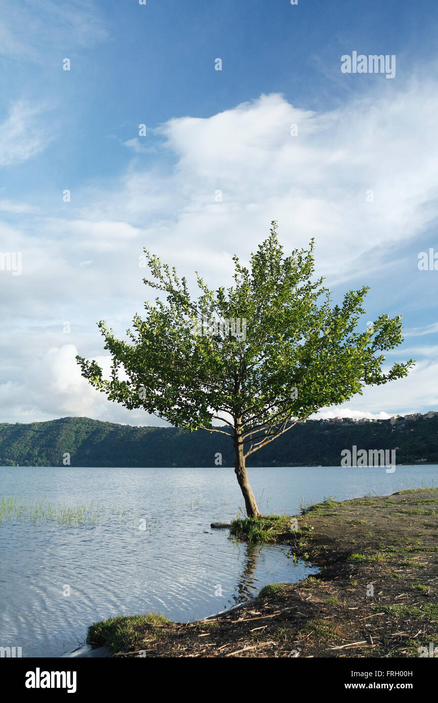 Un simple paisaje con un solo árbol en una orilla. Foto de stock