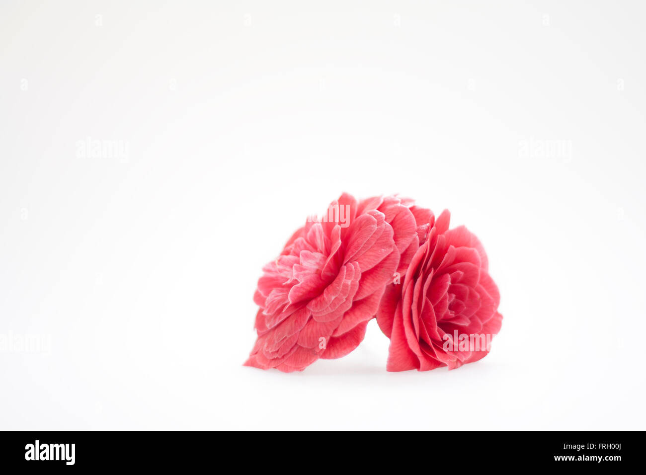 Una simple flor de camelia rosa sobre un fondo blanco. Foto de stock