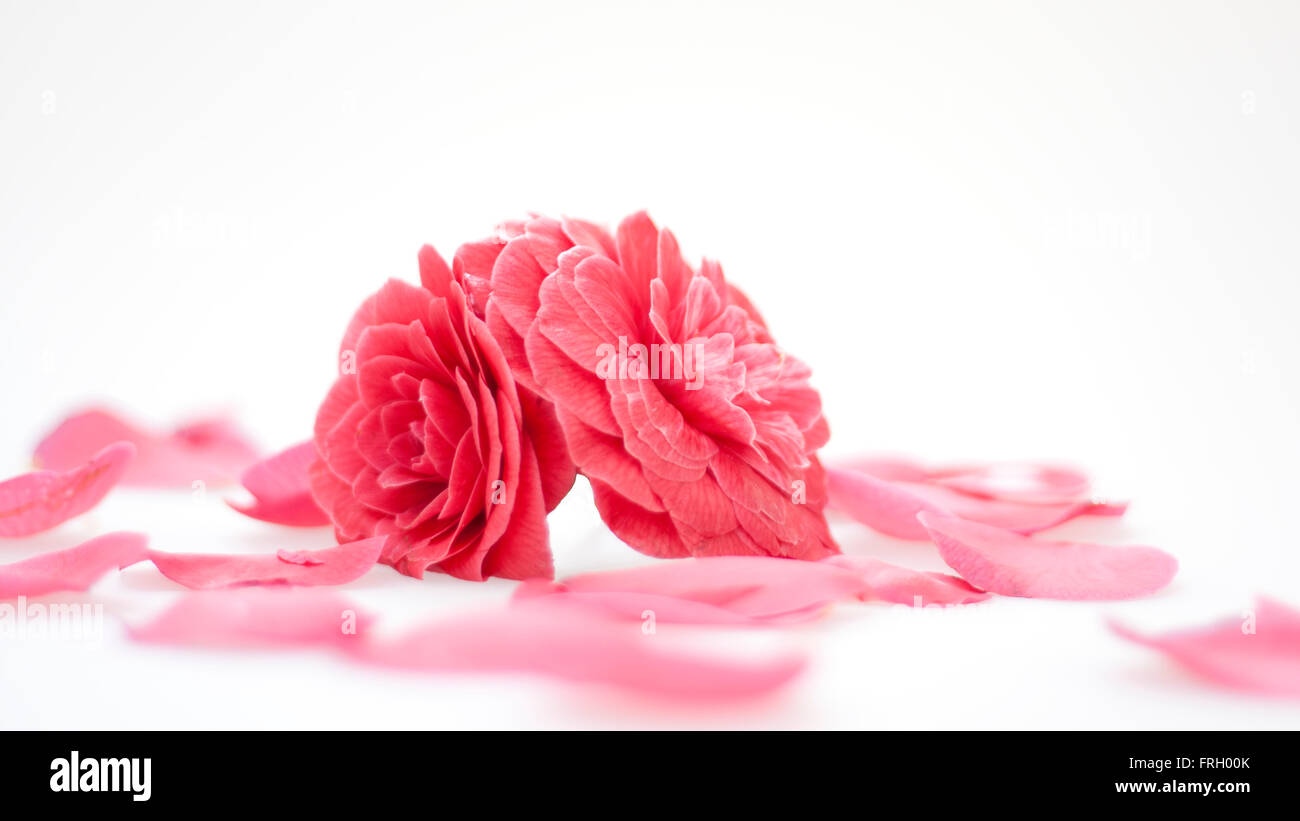 Una simple flor de camelia rosa sobre un fondo blanco. Foto de stock