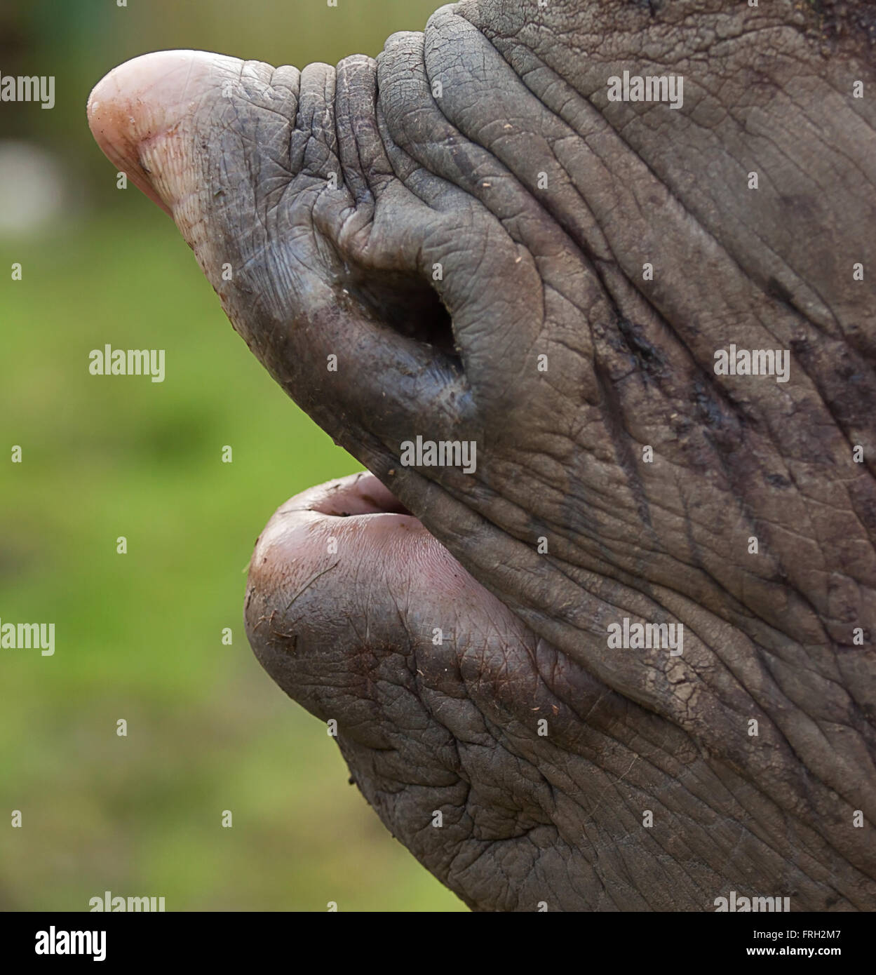 El rinoceronte negro de labios superior e inferior Foto de stock