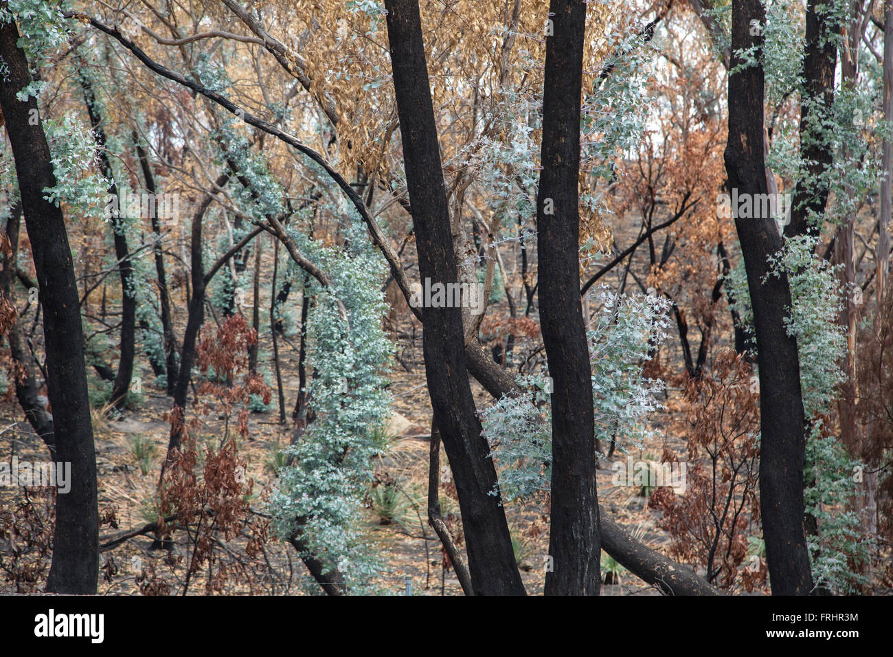 La madera de eucalipto después del incendio forestal con troncos carbonizados y follaje, pero también frescos brotes verdes, luz suave, Foto de stock