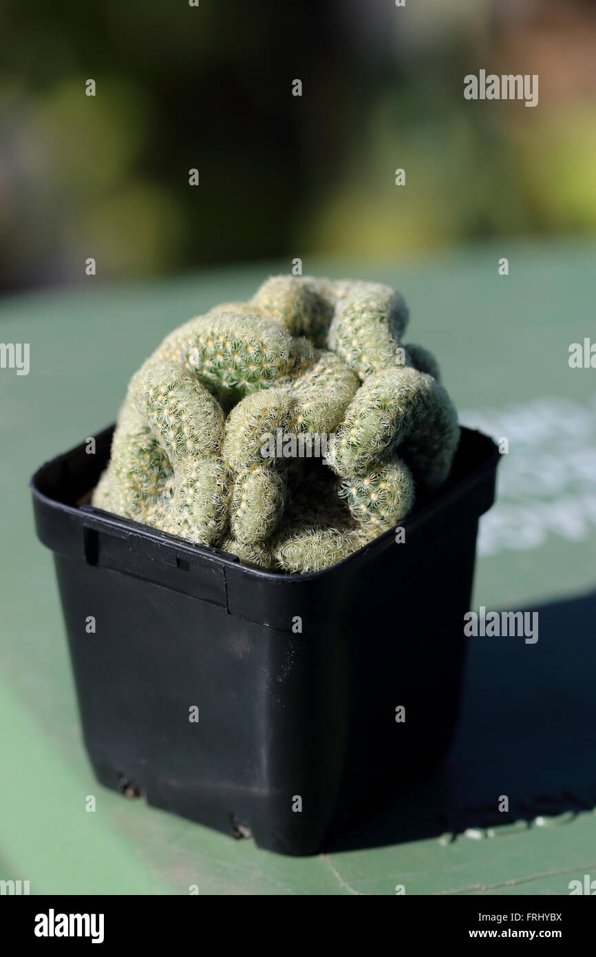 Mammillaria elongata cristata o conocido como cerebro Cactus Foto de stock