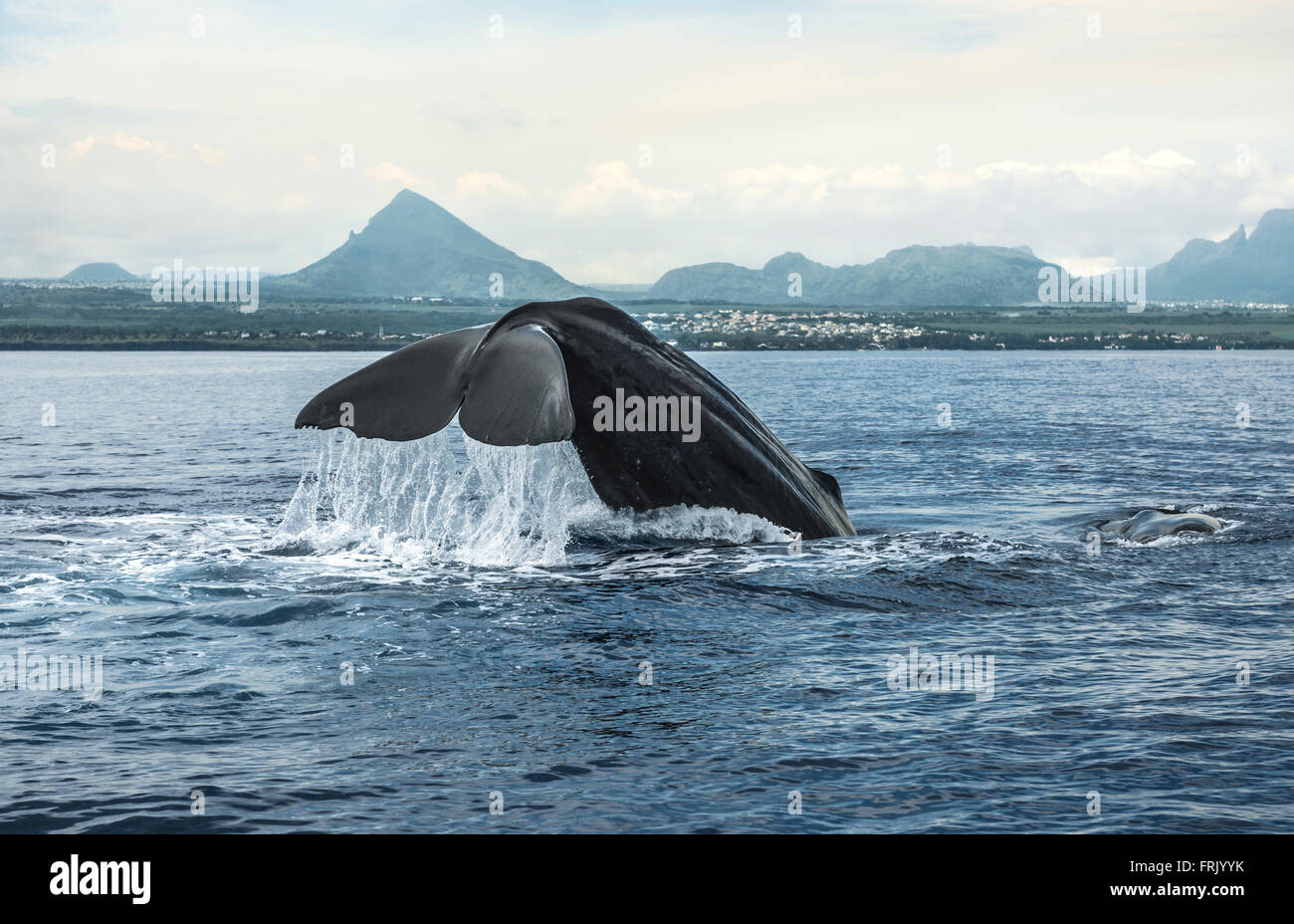Avistamiento de ballenas, Mauricio Foto de stock