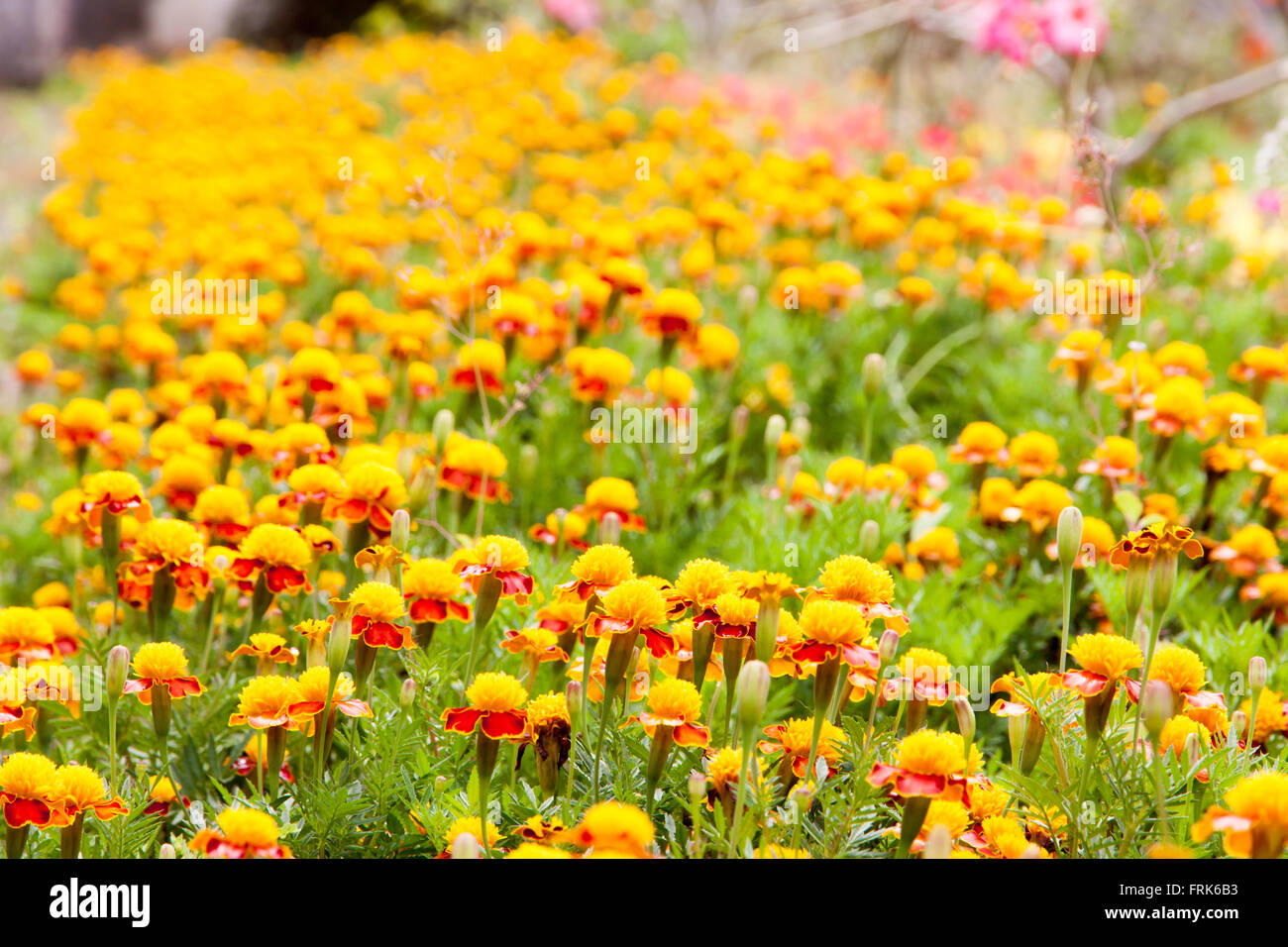 Caléndula color amarillo en muchas flores planta el enfoque selectivo. Foto de stock