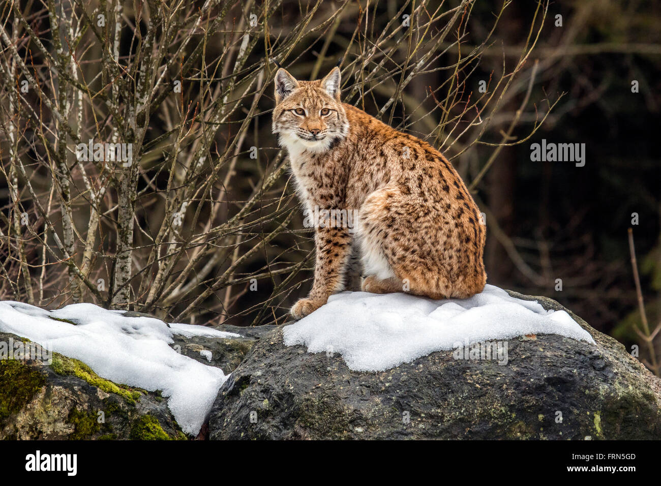 El lince eurásico (Lynx lynx) sentado sobre una roca en la nieve en invierno Foto de stock