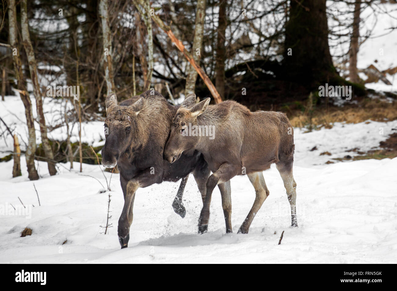 Moose / elk (Alces alces) bull con ternera en bosque en la nieve en invierno Foto de stock