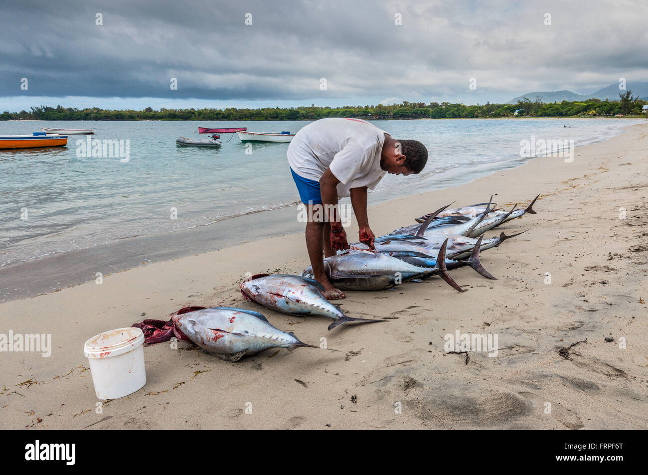 Pescador gestiona nueve recién atún grande en la playa de Tamarin Bay en Mauricio Foto de stock