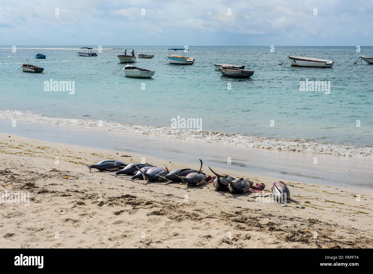 Atún fresco en la playa de Tamarin Bay en Mauricio Foto de stock