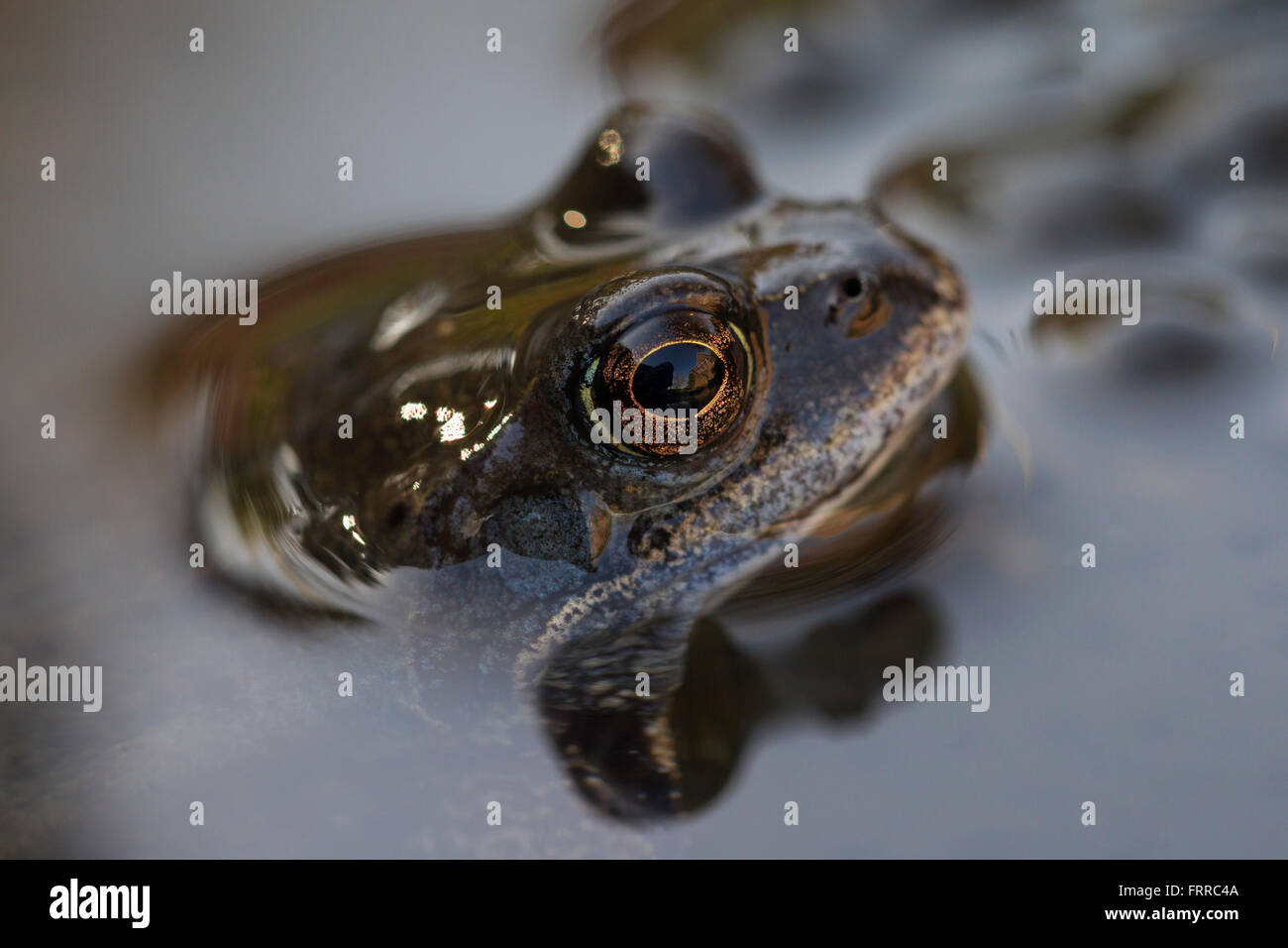 Unión rana común (Rana temporaria) cerca de la cabeza entre frogspawn en el estanque Foto de stock
