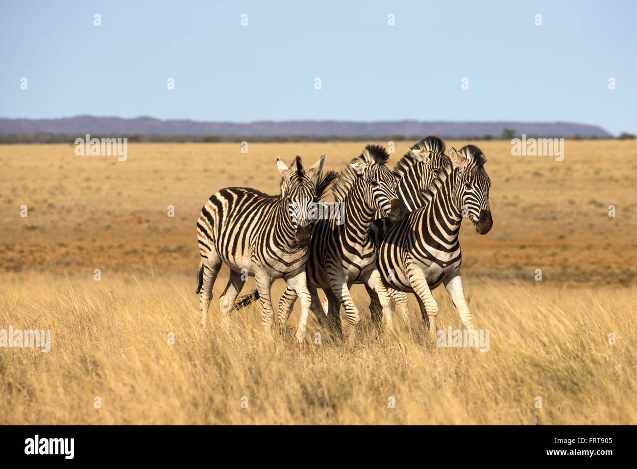 Llanuras cebra (Equus quagga burchelli), Mokala Parque Nacional, Sudáfrica Foto de stock