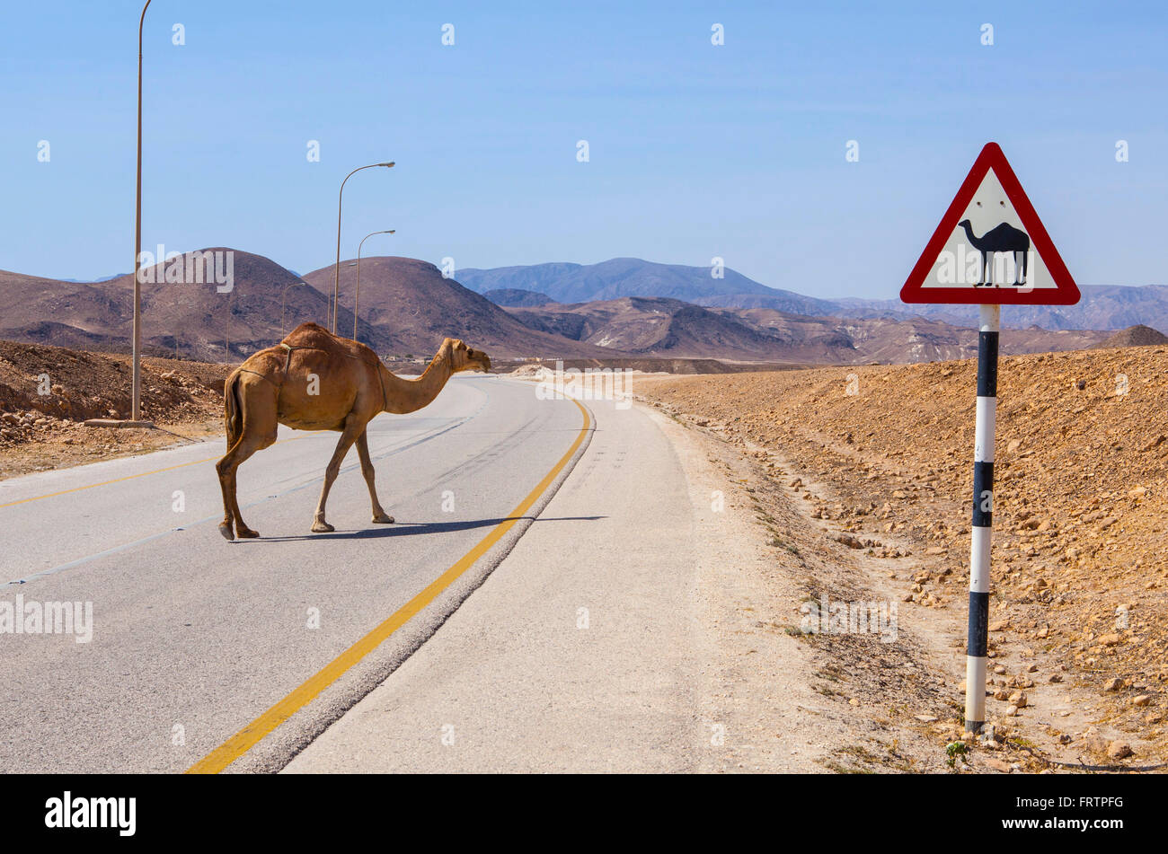 Camello cruzando la carretera cerca de Salalah, Omán. Foto de stock