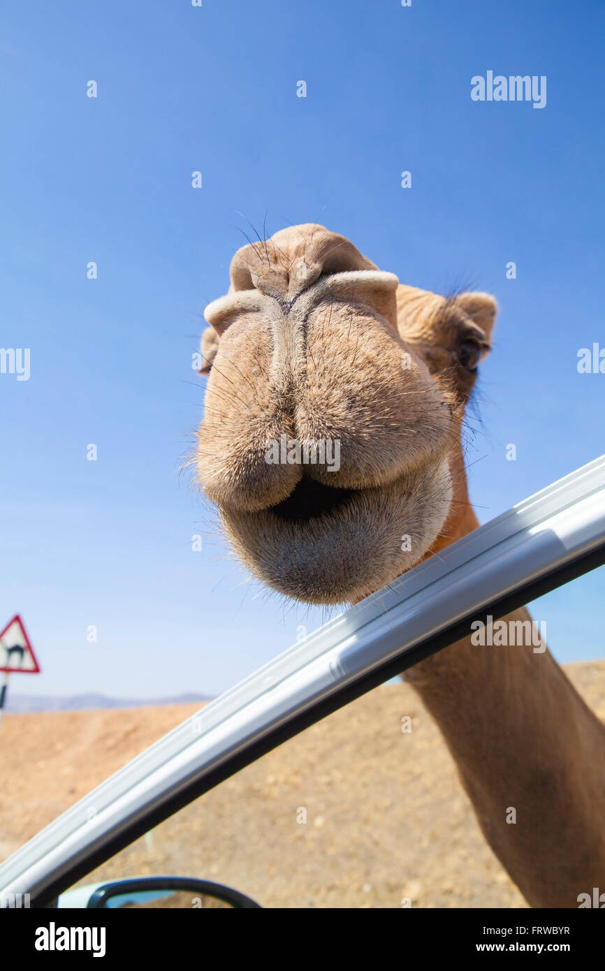 Curioso y camello amistoso cerca de Salalah, Omán... Foto de stock