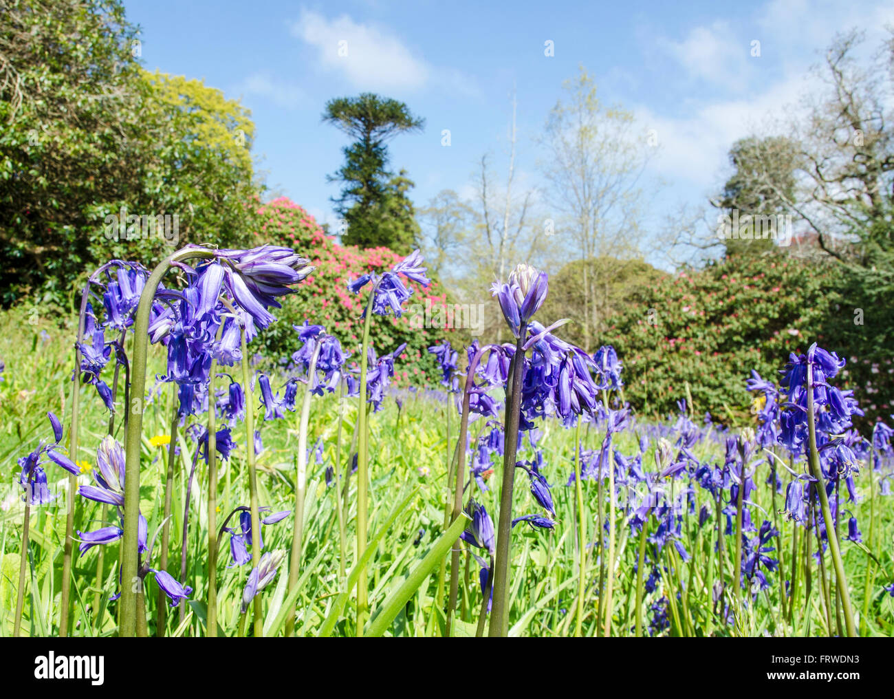 Las campánulas azules en Woodland Garden Foto de stock