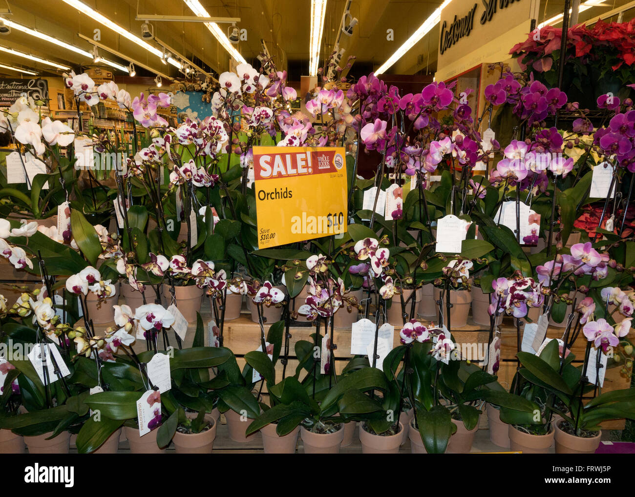 Orquídeas para la venta fotografías e imágenes de alta resolución - Alamy