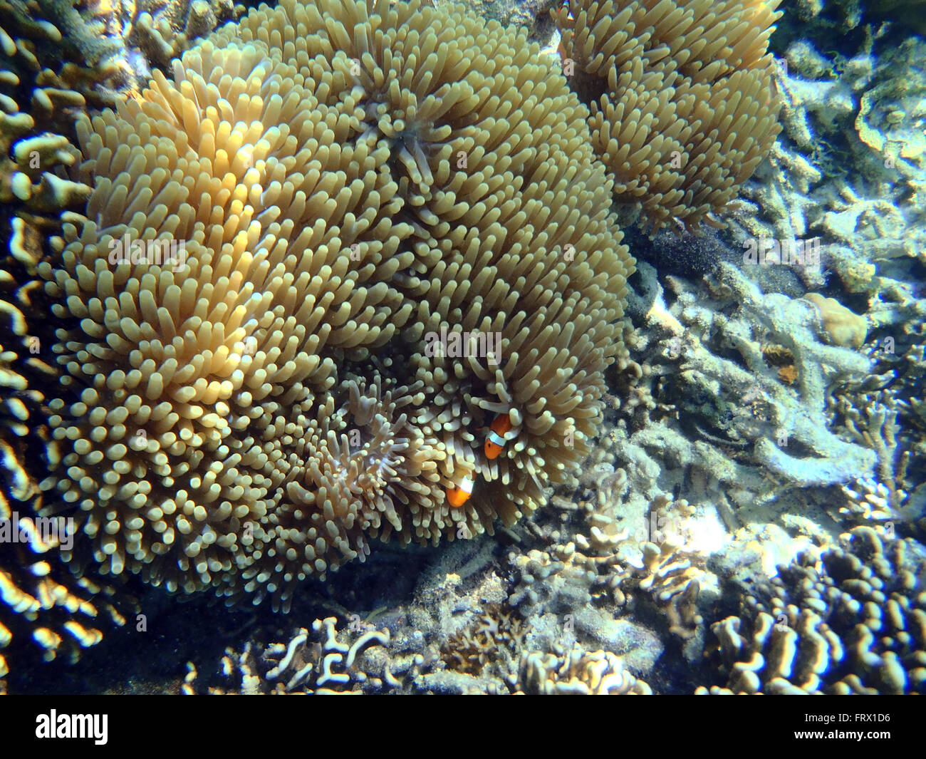 Coloridos arrecifes de coral en el fondo del mar tropical, submarino Foto de stock