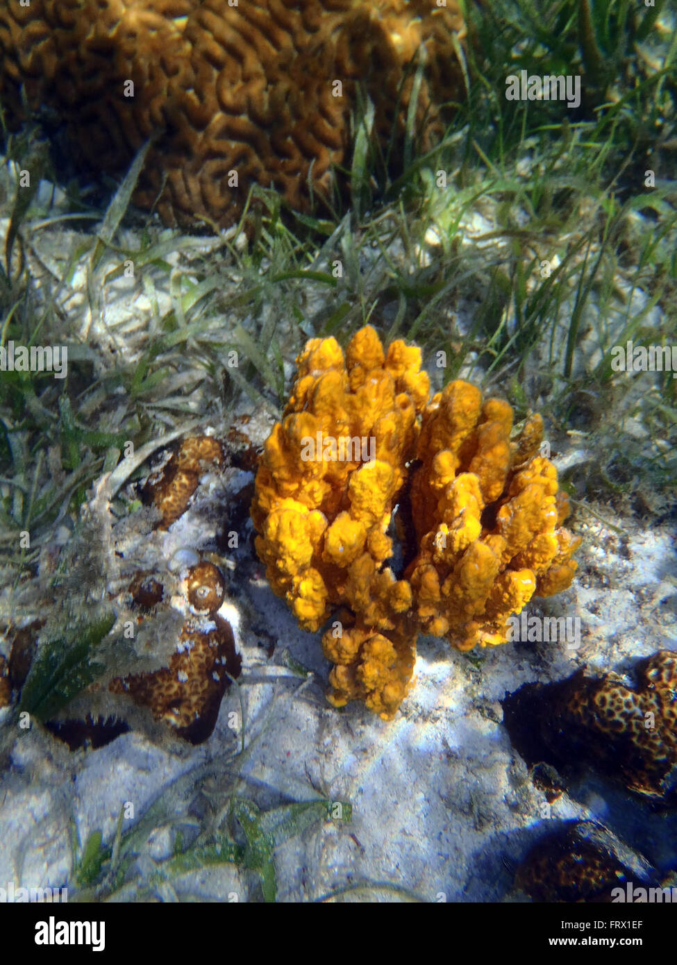 Coloridos arrecifes de coral en el fondo del mar tropical, submarino Foto de stock