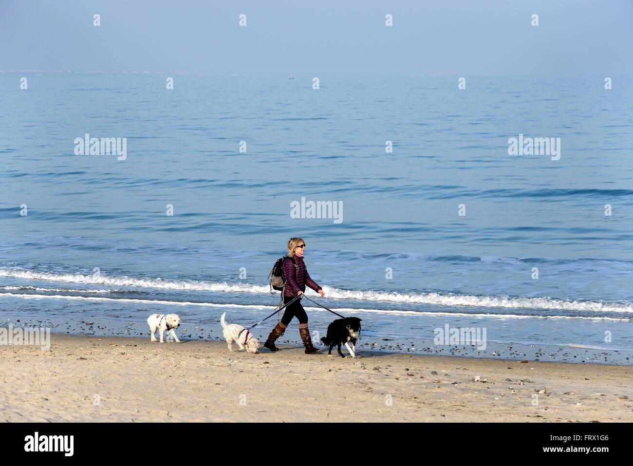 Perrita Walker en la playa en la Bahía de Studland Dorset UK Foto de stock