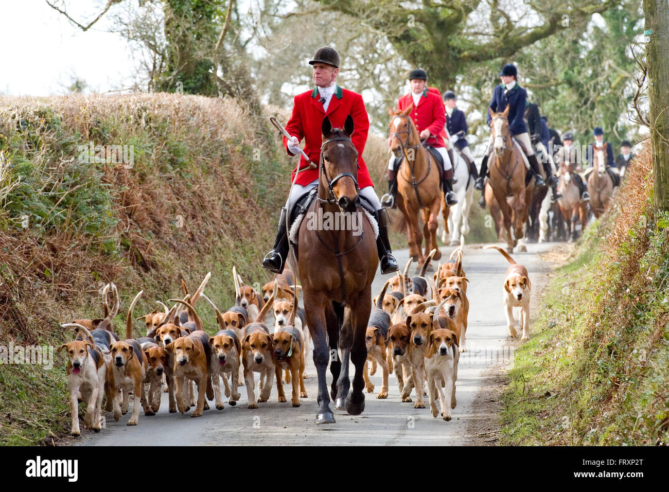 Lamerton Hunt foxhounds Foto de stock