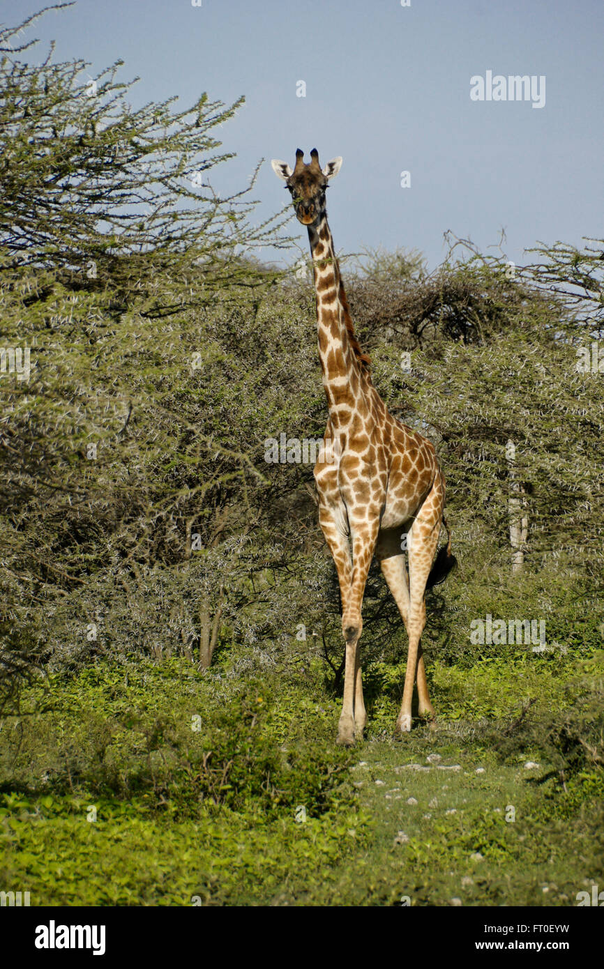Jirafa Masai entre acacias, el Área de Conservación de Ngorongoro (Ndutu), Tanzania Foto de stock