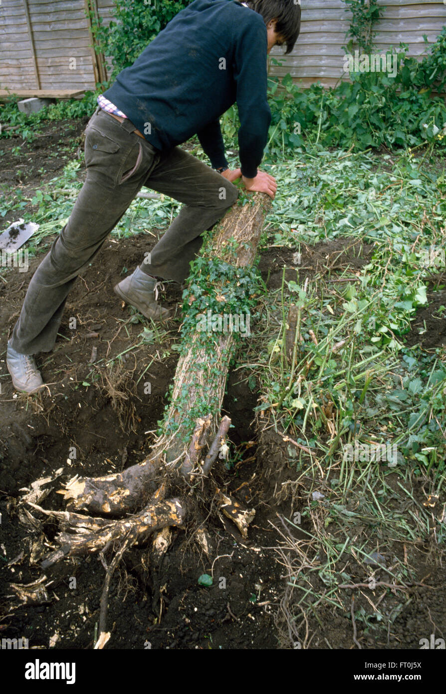 Hombre quitando un pequeño árbol de un jardín cubierto para uso editorial sólo Foto de stock