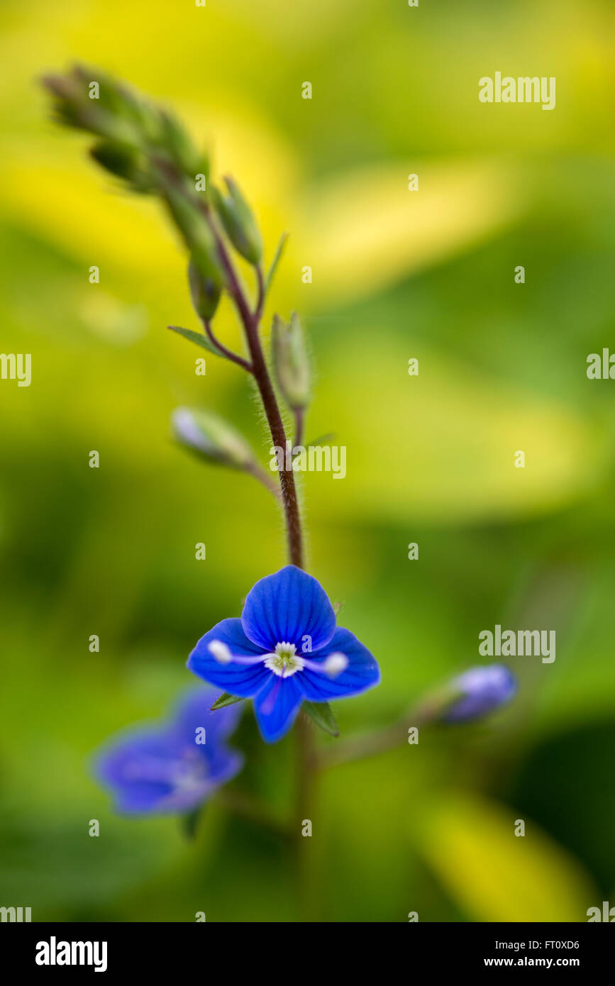 Pequeña flor Veronica, azul claro con un fondo de color amarillo brillante  Fotografía de stock - Alamy