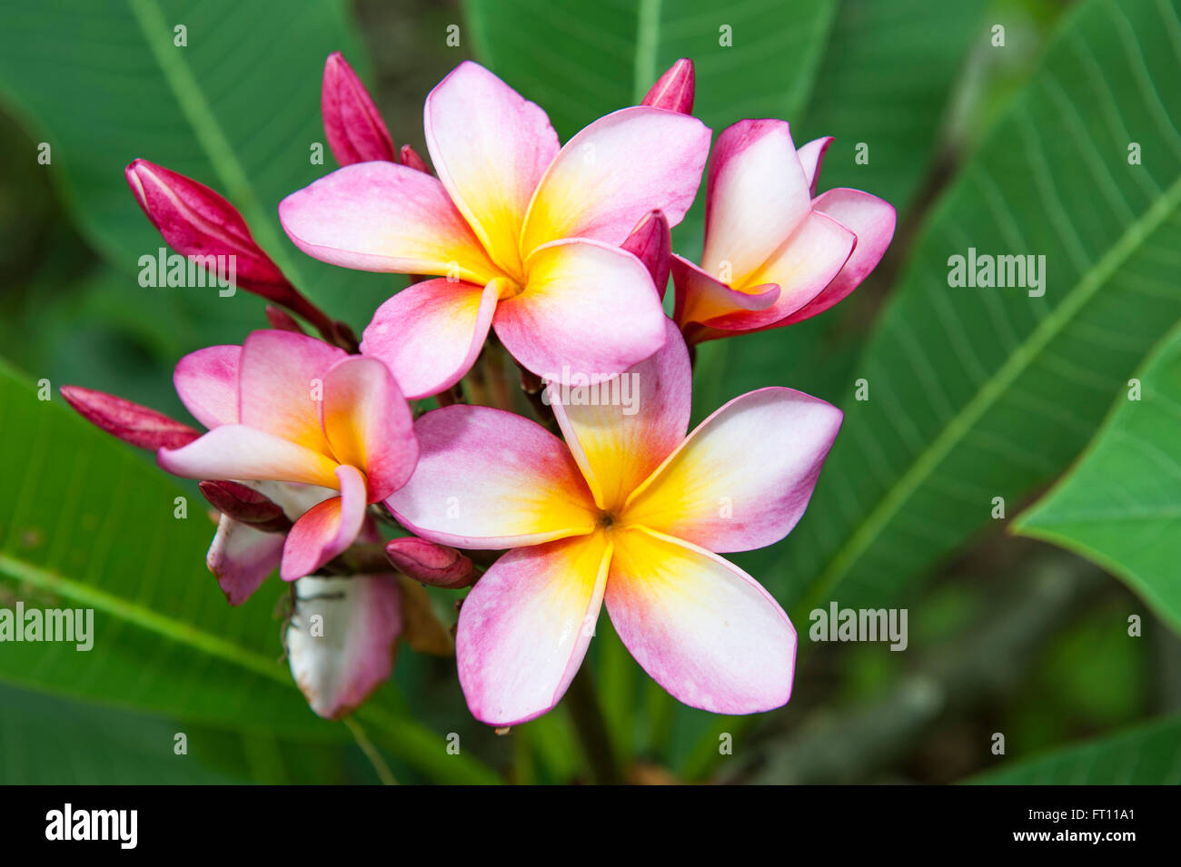 Frangipani, Parque Nacional Machalilla, Manabí, Ecuador Foto de stock
