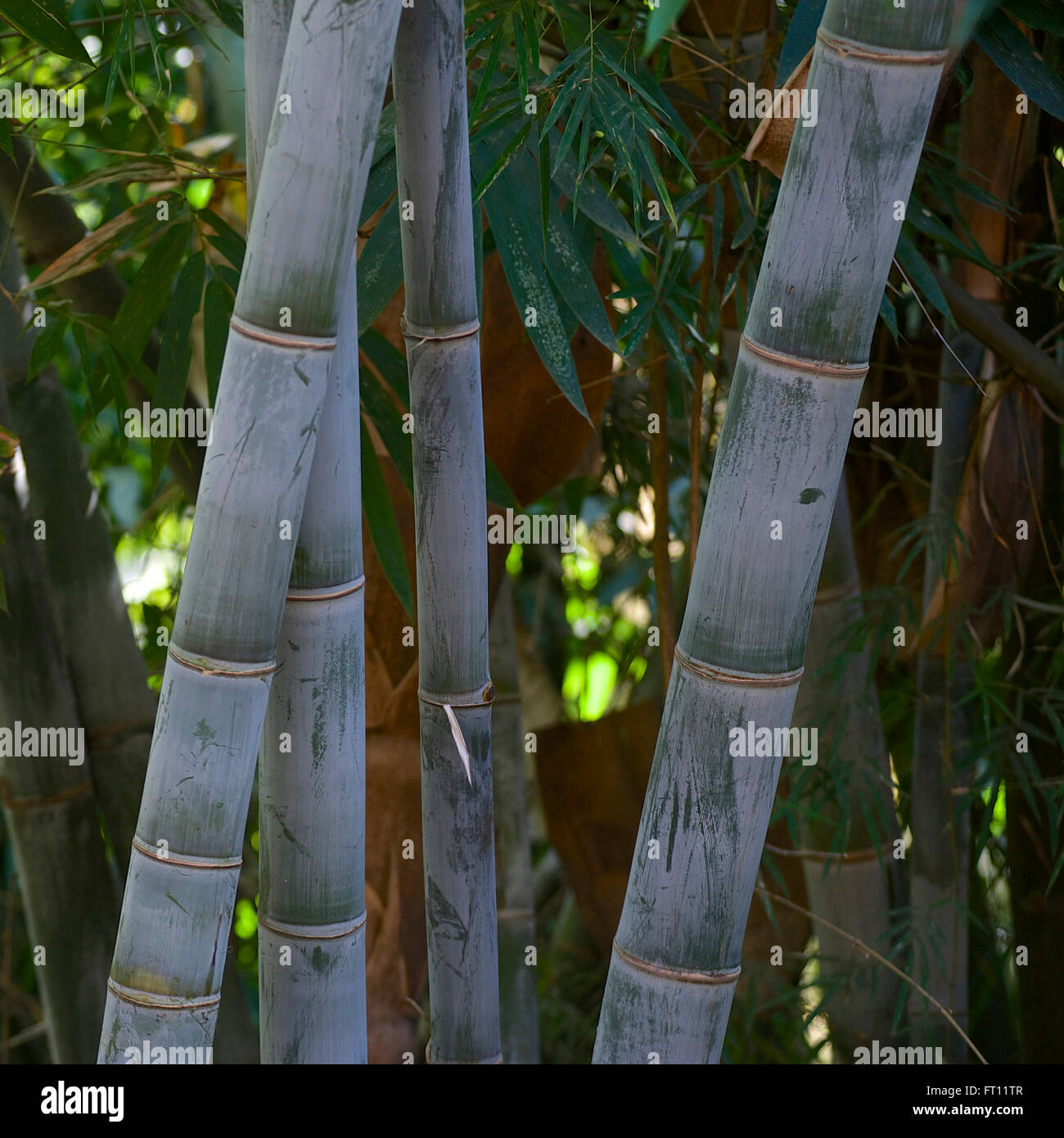 Bambú verde cerca de Kyaing Tong, Kentung, Estado de Shan, Myanmar, Birmania Foto de stock