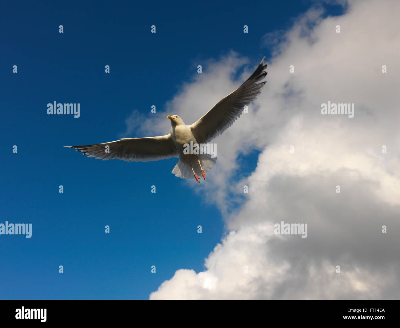 Volando gaviota, Binz, Ruegen, Mecklemburgo-Pomerania Occidental, Alemania Foto de stock