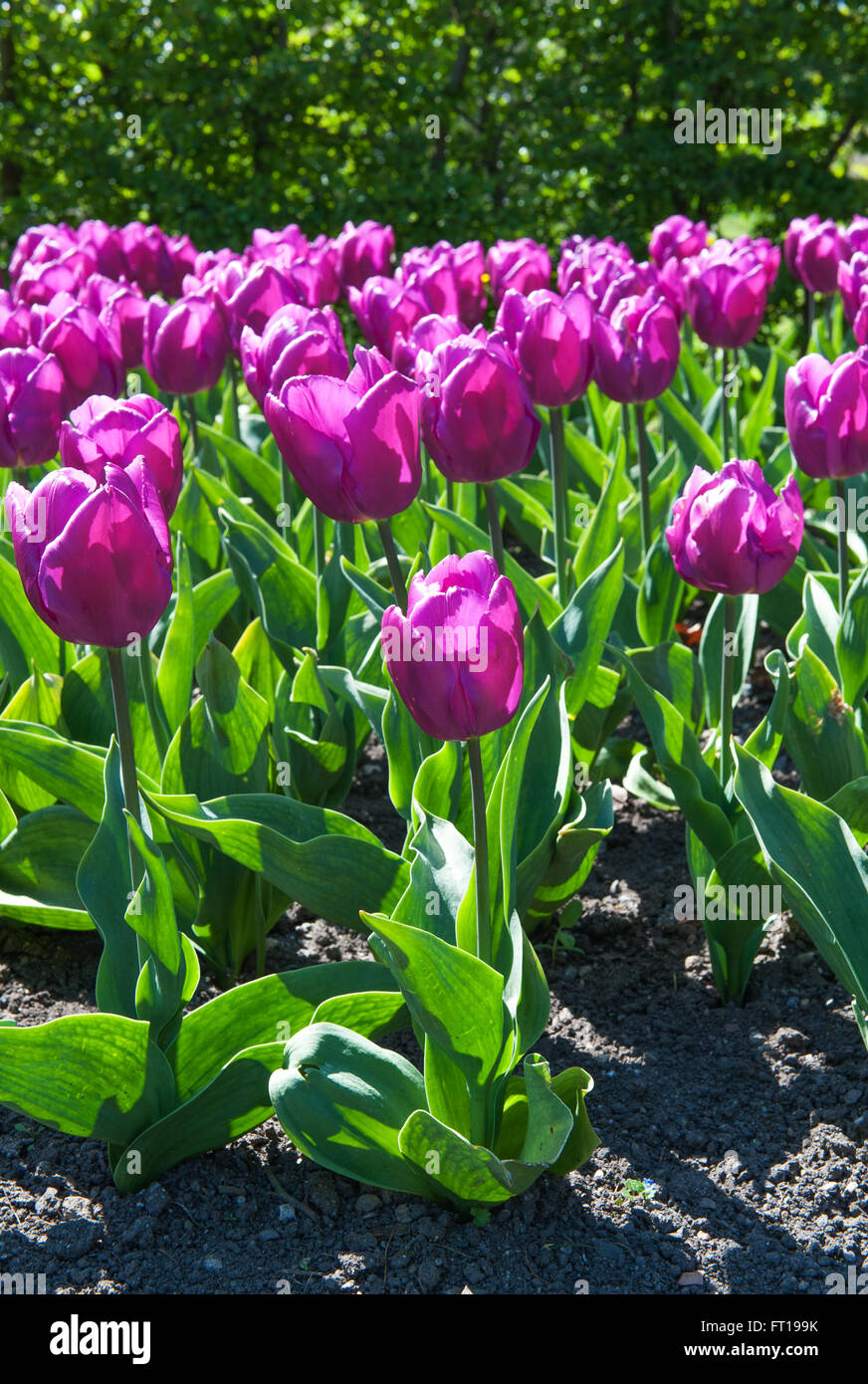 Bonitos tulipanes en el jardín tipo Tulipa Negrita de Triumph Group Foto de stock