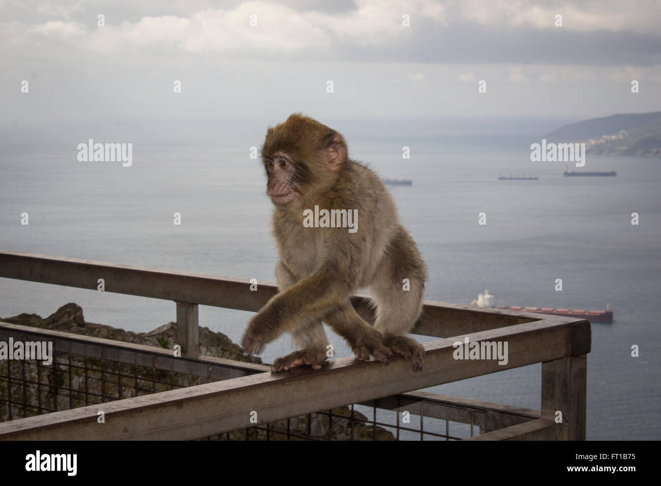 Simios barbary, Macaco de Berbería (Macaca sylvanus), el pequeño mono Foto de stock