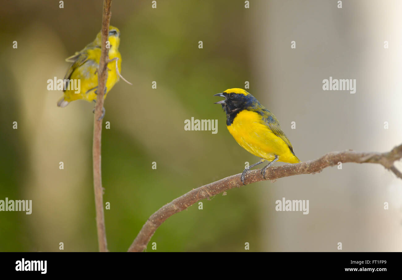 Joven macho amarillo-coronado Euphonia y su compañero encaramado en la rama de un árbol Foto de stock