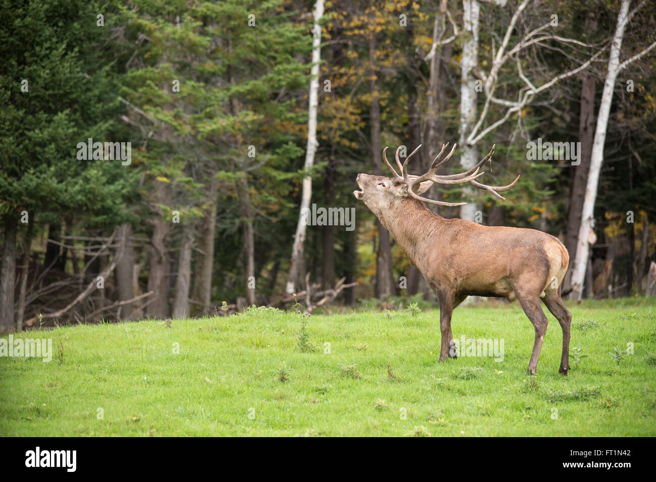 Los grandes ciervos machos en el bosque Foto de stock