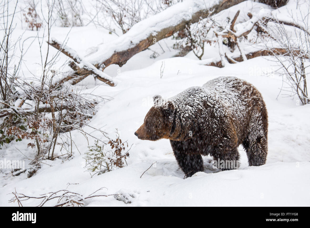Oso pardo (Ursus arctos) caminando en el bosque durante la lluvia de nieve en invierno / otoño / primavera Foto de stock
