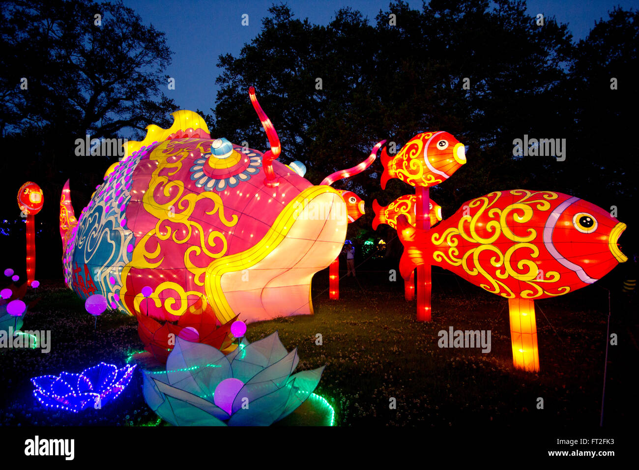 Un grupo de brillantes peces koi retozan en la exhibición de luces de China en el Parque de la ciudad de Nueva Orleans, 2016. Foto de stock