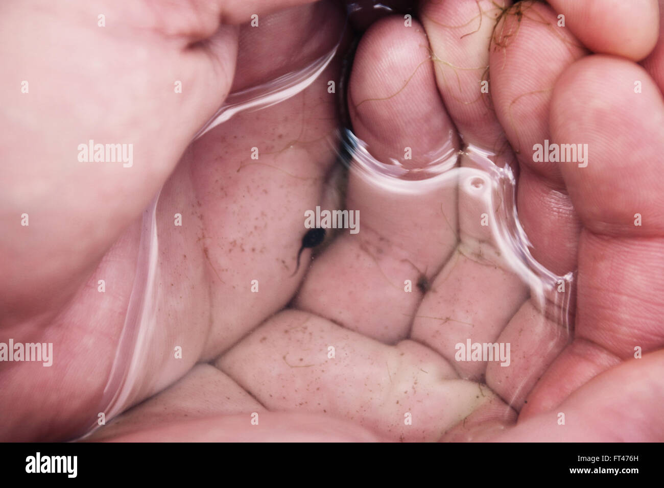 Tadpole celebrada en manos ahuecados con agua en forma de corazón Foto de stock