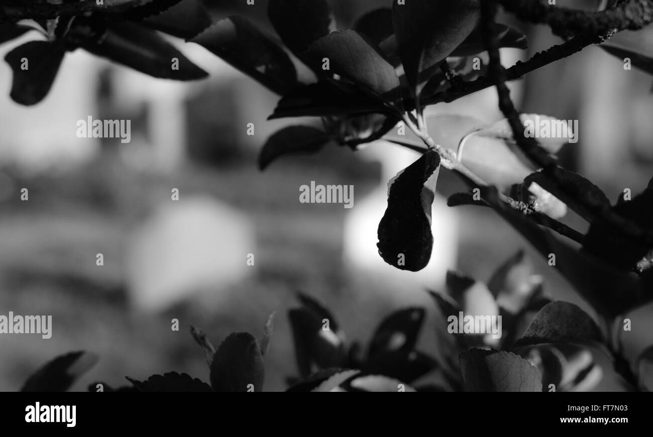 Tumbas y tumbas vistas en un famoso cementerio inglés Fotografía de