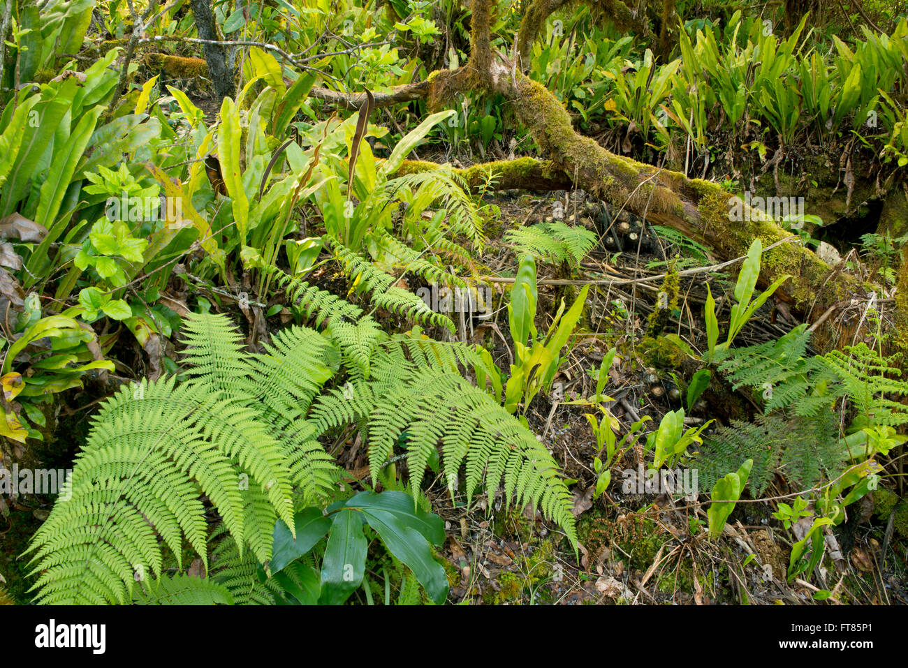Mossy bosque montano de Alaka'i pantano, hogar de algunos de los últimos endémicos de aves de Hawai, Kauai Hawaii Foto de stock