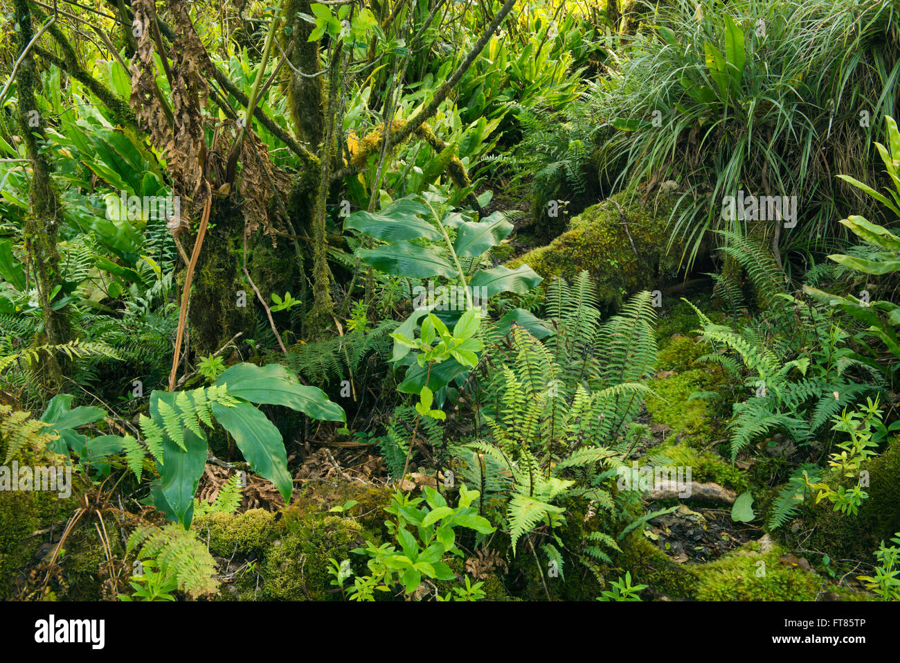 Mossy bosque montano de Alaka'i pantano, hogar de algunos de los últimos endémicos de aves de Hawai, Kauai Hawaii Foto de stock