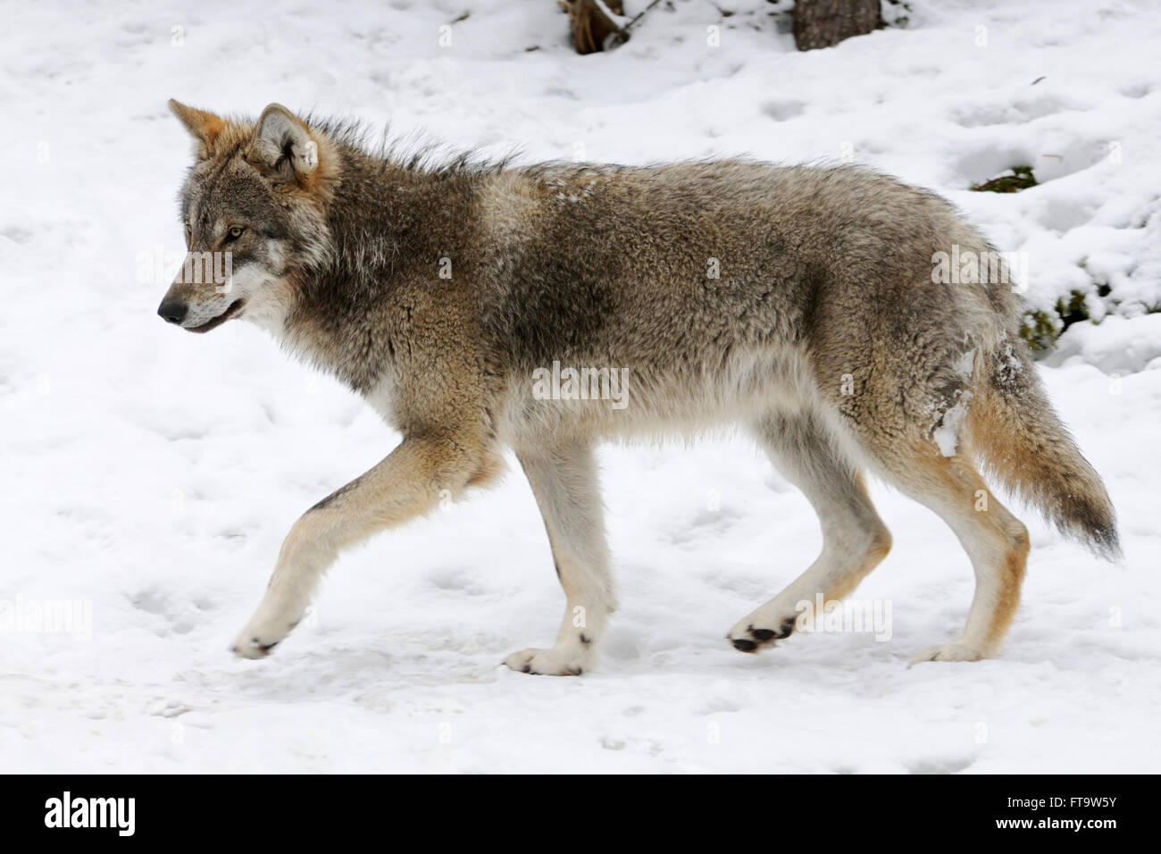 Lobo euroasiático / lobo gris ( Canis lupus ) en piel de invierno, presentando rasgos típicos en el entorno cubierto de nieve. Foto de stock