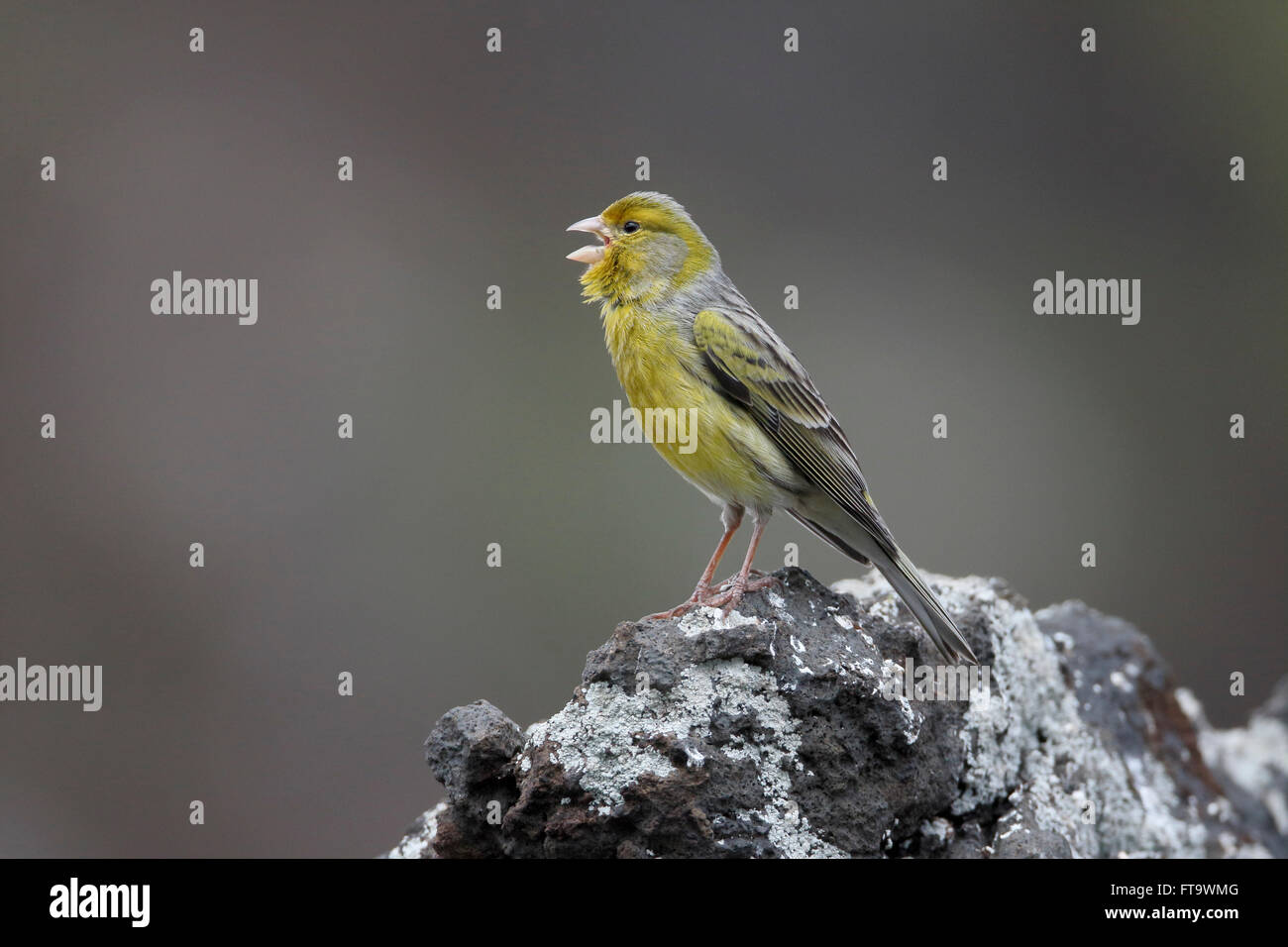 Atlántico canario, Serinus canaria, única ave en roca, Madeira, marzo de 2016 Foto de stock