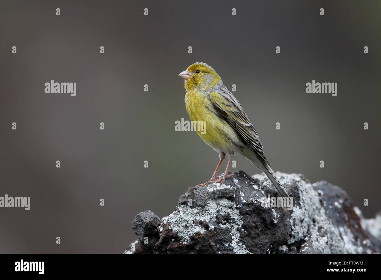 Atlántico canario, Serinus canaria, única ave en roca, Madeira, marzo de 2016 Foto de stock