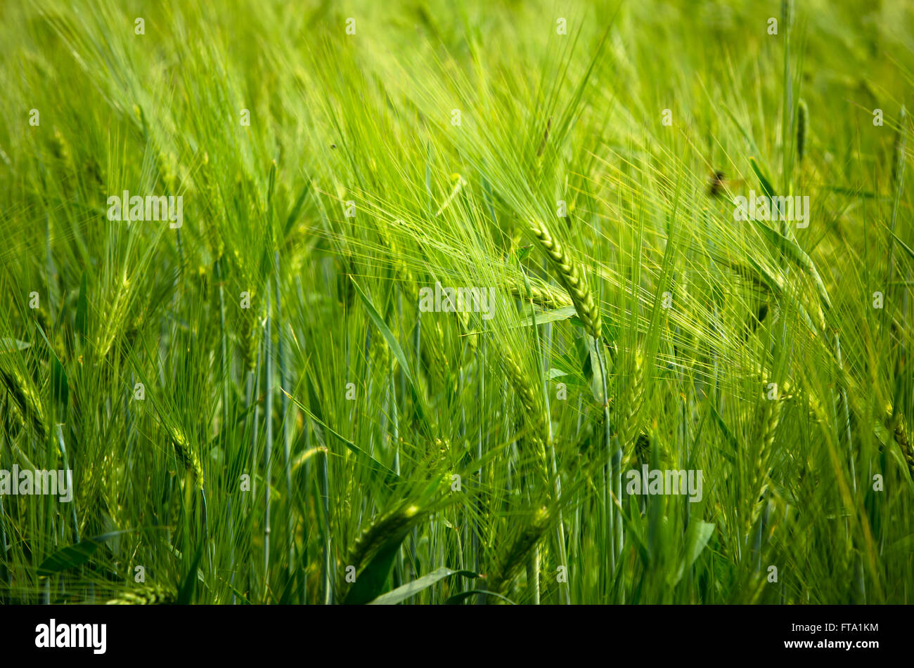 Los jóvenes trigo en tierras agrícolas Foto de stock
