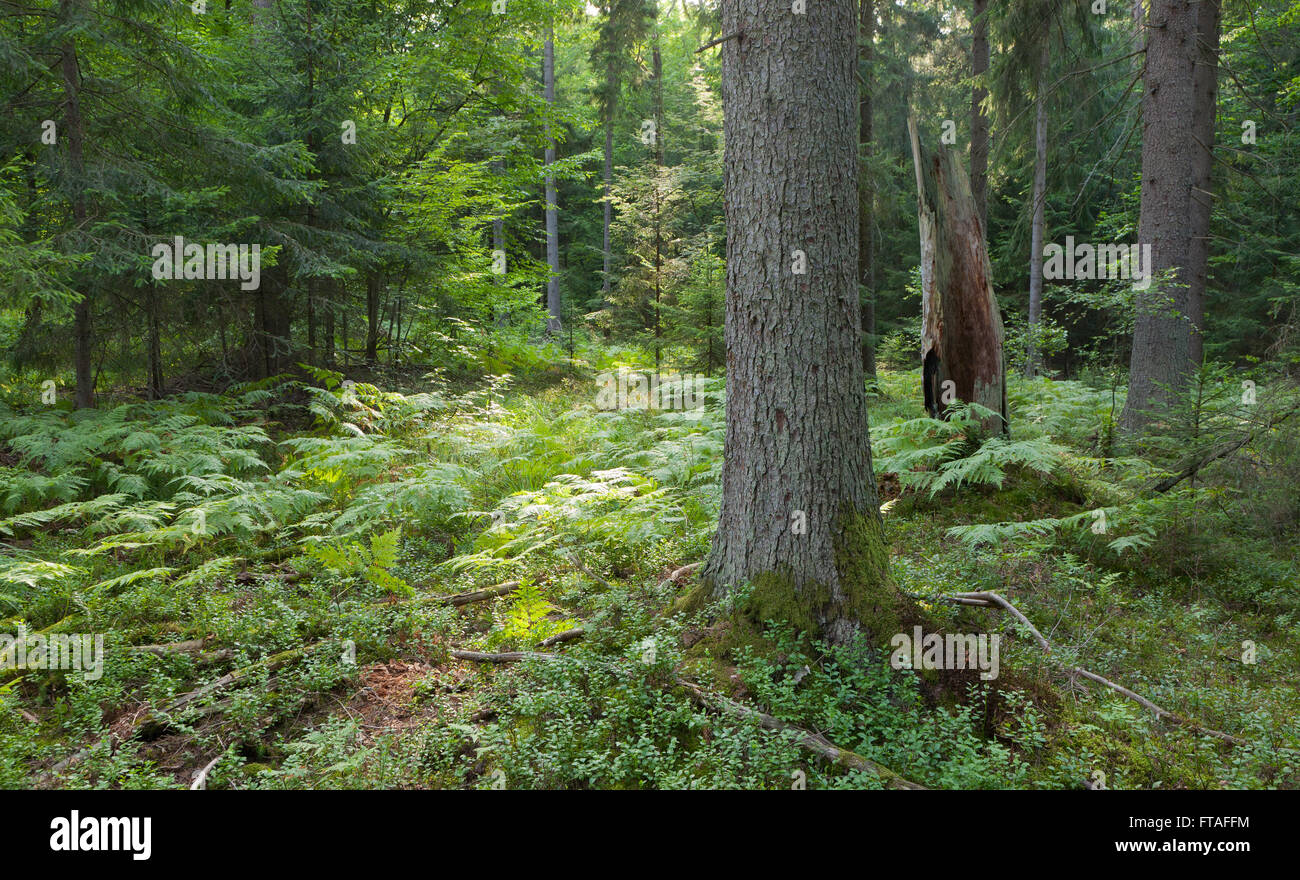 Abetos noruego en la hierba y helechos con troncos de abeto en delantera,el bosque de Bialowieza, Polonia,Europa Foto de stock