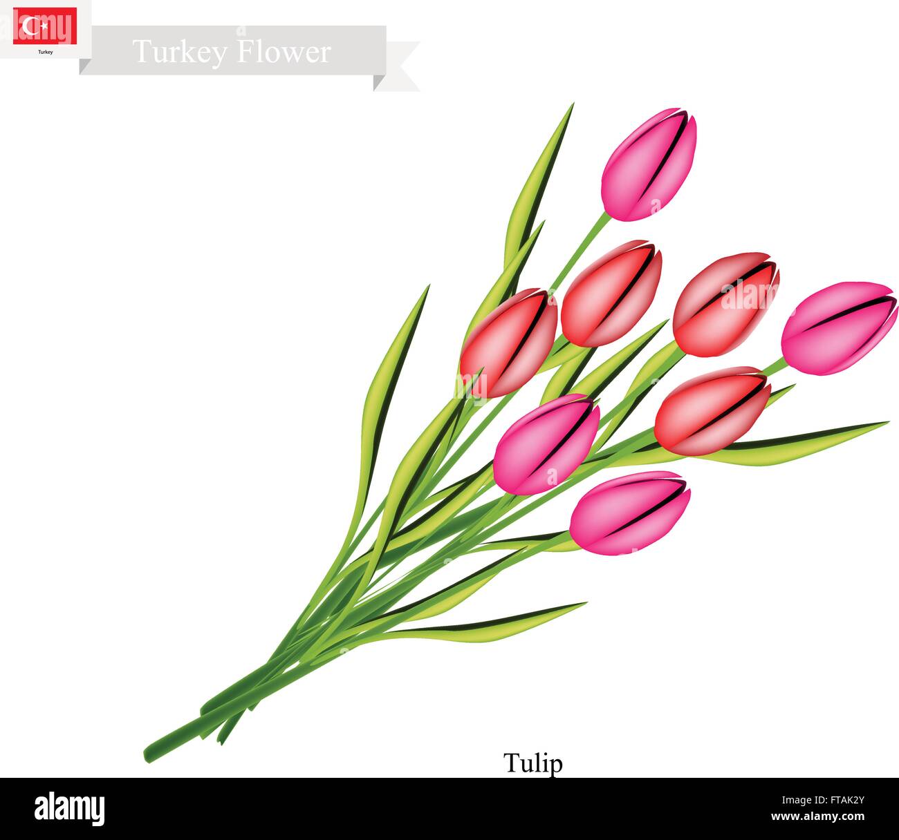 Turquía Flor, Ilustración de flores de tulipán. La flor nacional de Turquía  Imagen Vector de stock - Alamy