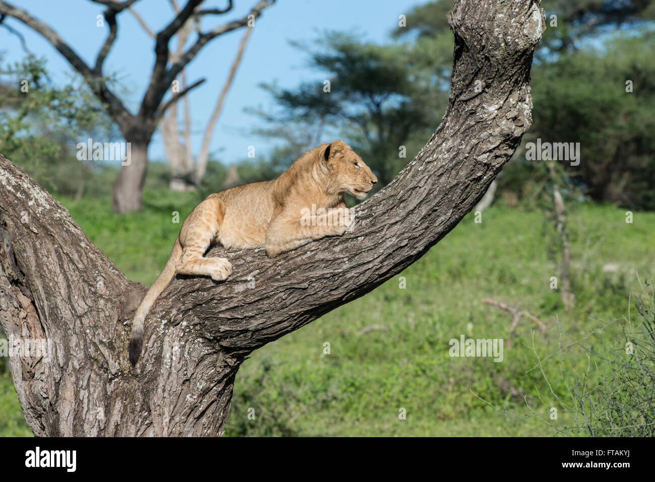 León (Panthera leo). Animal joven en un árbol. Se cree a trepar a los árboles para evitar las picaduras de moscas. Foto de stock