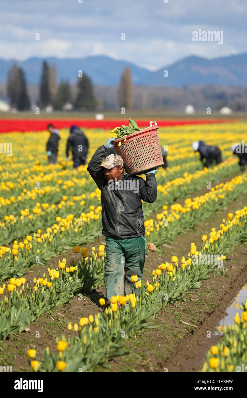 Los trabajadores agrícolas inmigrantes que trabajan en campos de tulipanes, La Conner, Valle Skagit, Estado de Washington, EE.UU. Foto de stock