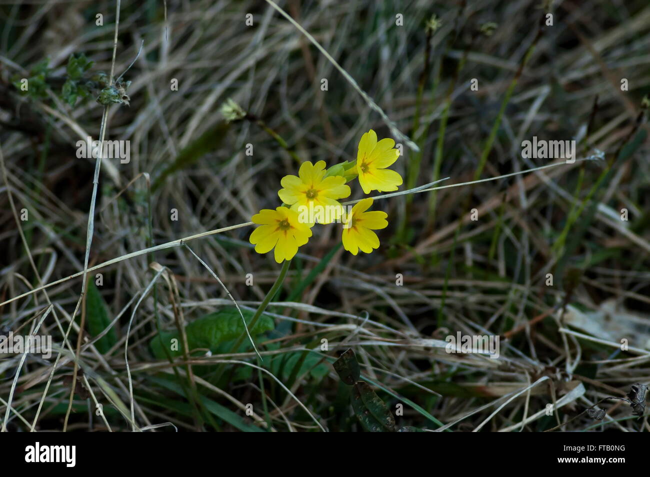 Amarillo en primavera en la montaña cowslip en los Balcanes, Bulgaria Foto de stock