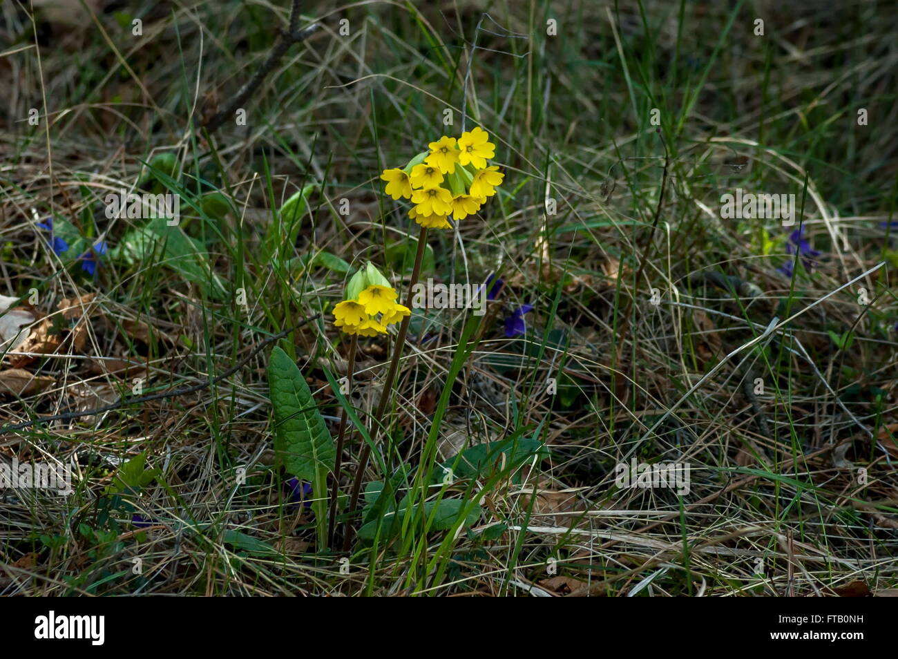 Amarillo en primavera en la montaña cowslip en los Balcanes, Bulgaria Foto de stock