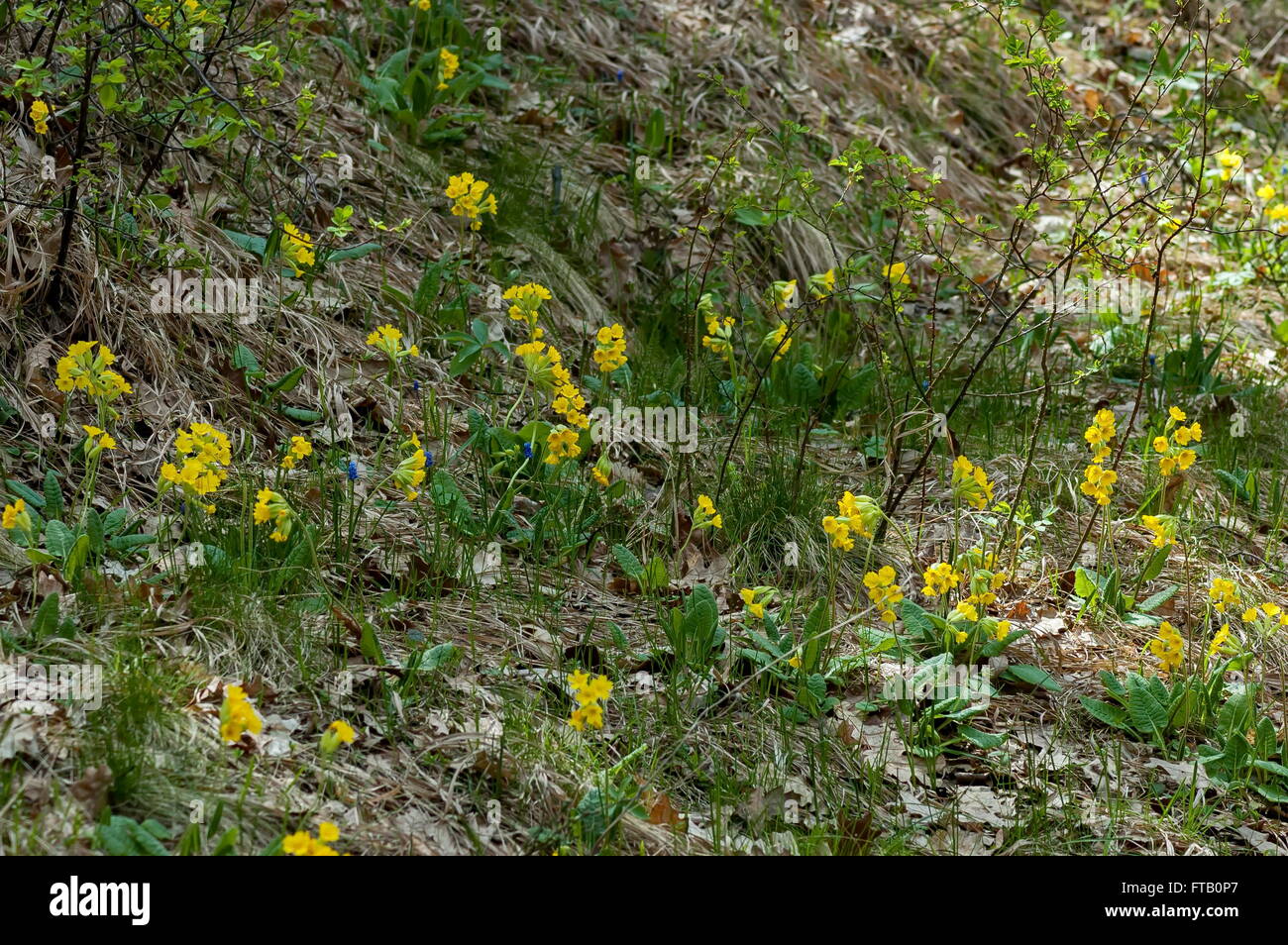 Glade con amarillo cowslip en primavera en montaña en los Balcanes, Bulgaria Foto de stock