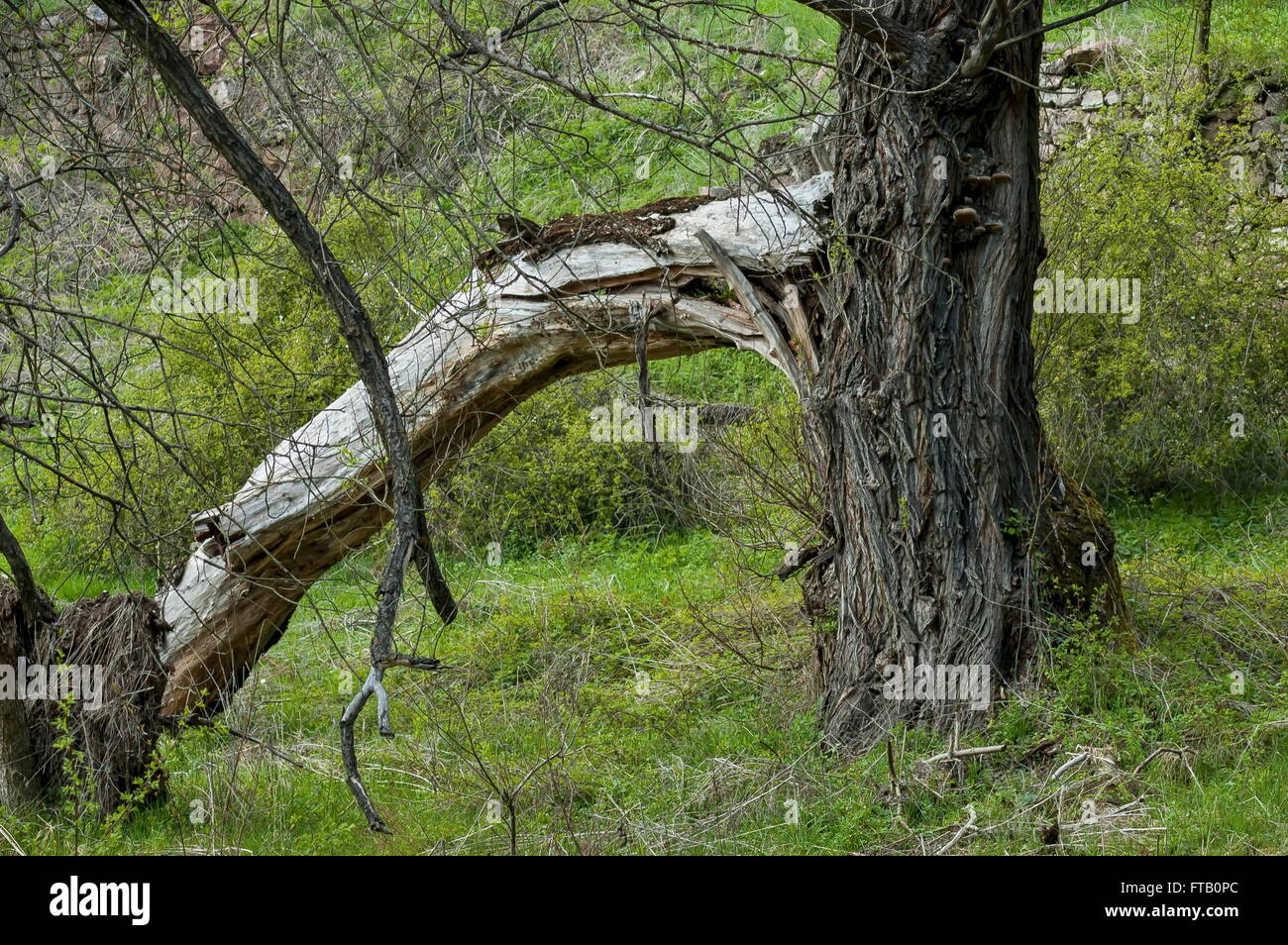 Muy viejo árbol seco con rama rota, Bulgaria Foto de stock